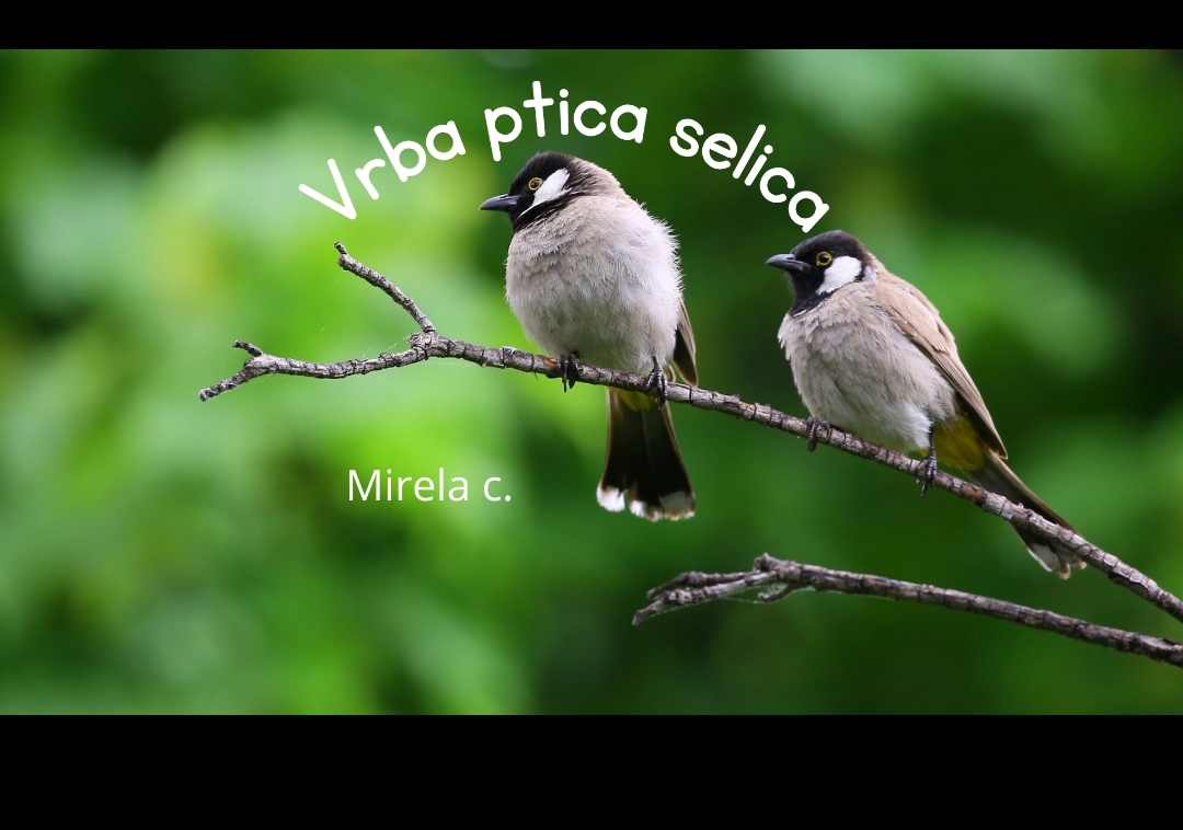Korica za priču