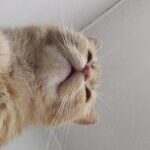 Profile picture of valentina